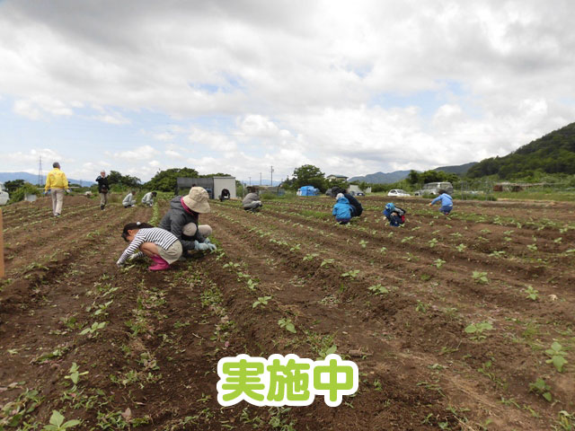 発芽しました