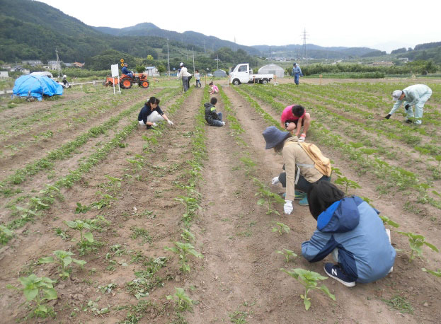 ２回目の草取り