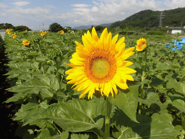 開花しました！